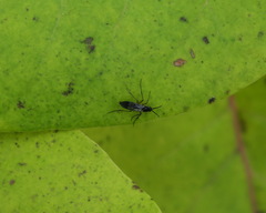 Greenomyia mongolica