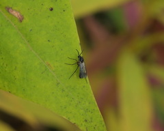 Greenomyia mongolica