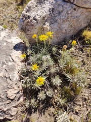 Senecio ceratophylloides