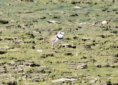 Charadrius collaris