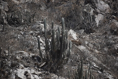 Armatocereus matucanensis