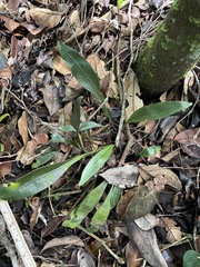 Elaphoglossum