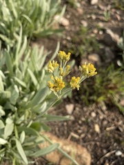 Helichrysum acutatum
