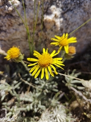 Senecio ceratophylloides