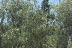 Schinus molle