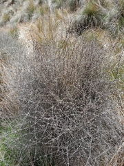 Olearia bullata