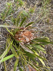 Protea aspera