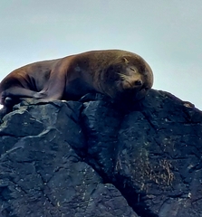 Arctocephalus australis