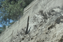 Loxanthocereus acanthurus