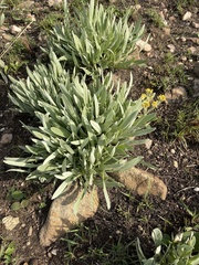 Helichrysum acutatum