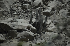 Neoraimondia arequipensis