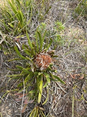 Protea aspera