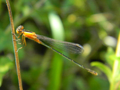 Rambur's Forktail photo 4