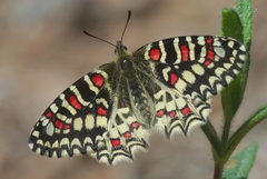 Zerynthia rumina
