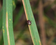 Dermacentor reticulatus