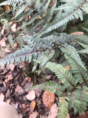 Athyrium niponicum