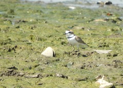 Charadrius collaris