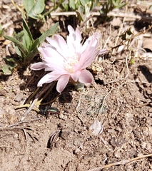 Gymnocalycium bruchii
