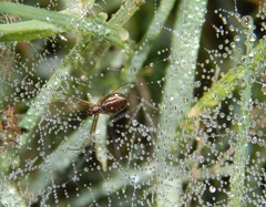 Microlinyphia sterilis