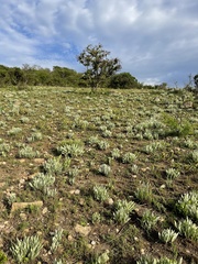 Helichrysum acutatum