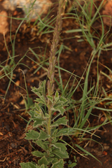 Chascanum