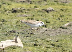 Charadrius collaris