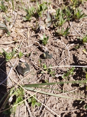 Gymnocalycium bruchii