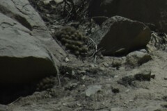Cumulopuntia sphaerica