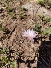 Gymnocalycium bruchii