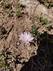 Gymnocalycium bruchii