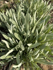 Helichrysum acutatum
