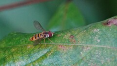 Episyrphus