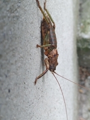 Liparoscelis pallidispina