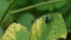 Epicampocera succincta