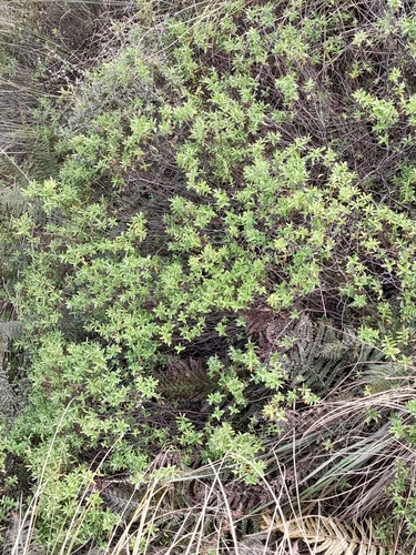 Veronica rakaiensis, photograph 6