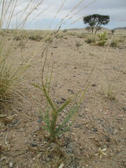 Lophiocarpus polystachyus