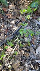 Asparagus asparagoides