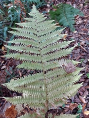 Deparia acrostichoides