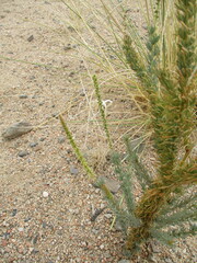 Lophiocarpus polystachyus