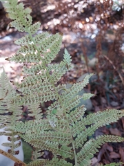Deparia acrostichoides
