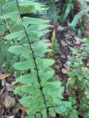 Cheilanthes