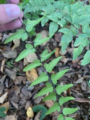 Cheilanthes