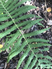 Thelypteridoideae