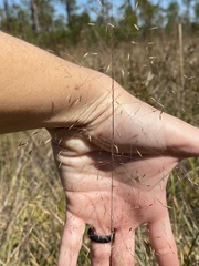 Eragrostis elliottii