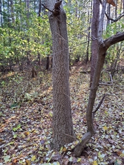 Phellodendron amurense