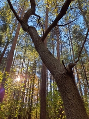 Phellodendron amurense