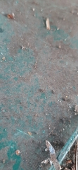 Pterygota