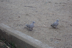 Streptopelia decaocto