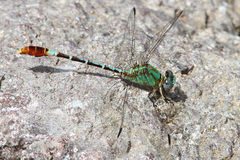 Erpetogomphus elaps