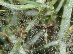 Microlinyphia sterilis